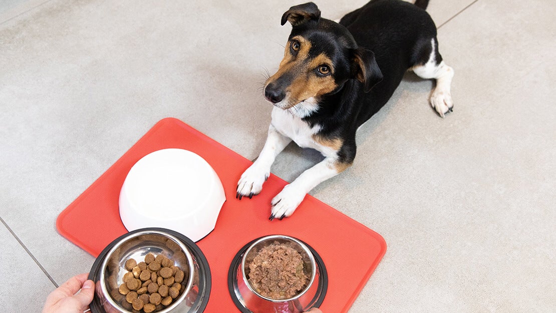 Dog food adult listing page