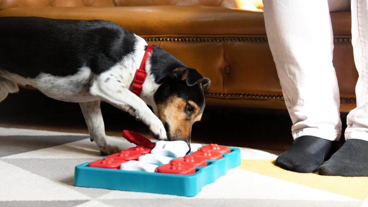 Dog playing with board game