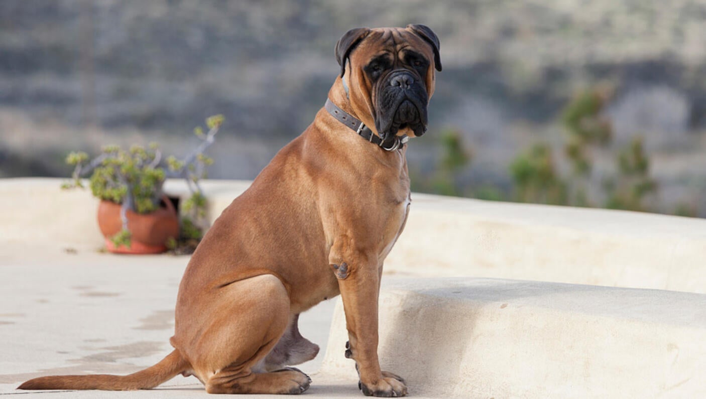 Bullmastiff sitting on the yard