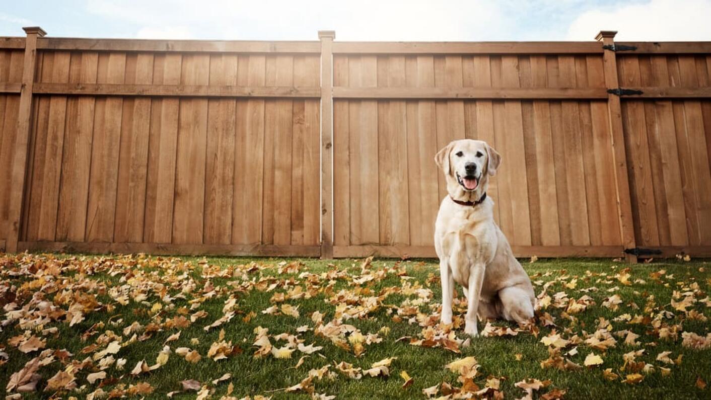 Labrador dog sitting outisde