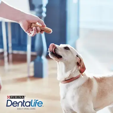 DENTALIFE® Large Dog Dental Dog Chews