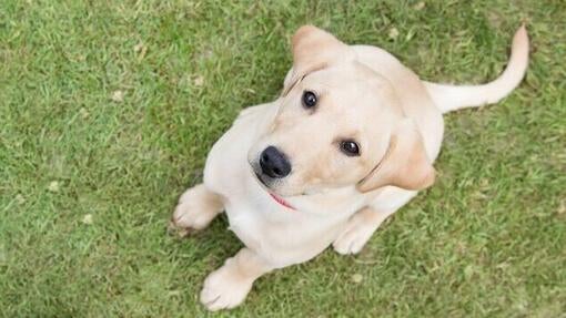 yellow labrador puppy looking up at owner