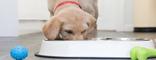 yellow labrador puppy eating from bowl