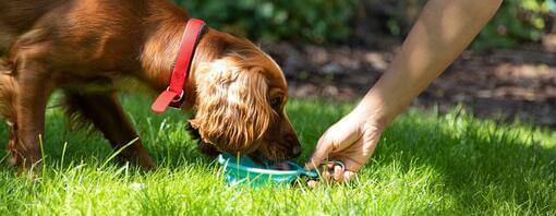 owner holding bowl while dog eats