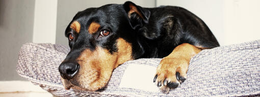 older dog lying on bed