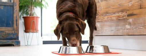 Large labrador eating