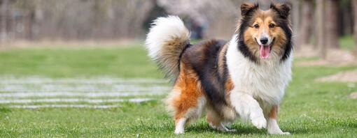 Shetland Sheepdog with tongue out running.