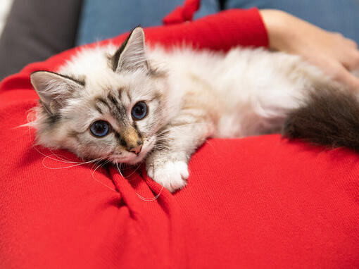 Cat on owners lap