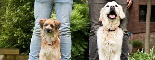 Two dogs standing in front of owners.