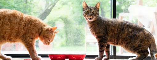 Cats eating from bowls