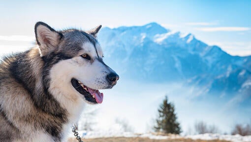 Alaskan malamute on the background of Alaska Range.