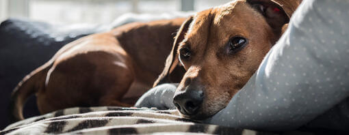 Dog laying on couch