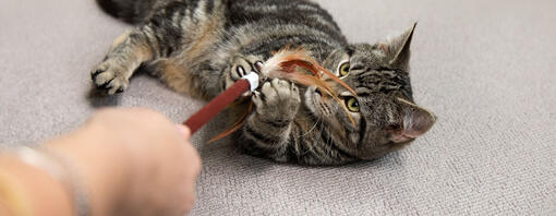 cat playing with feather toy