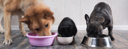 Dogs eating from bowls