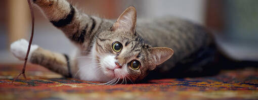 Cat laying on carpet playing with string