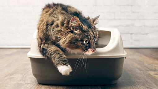 Cat using litter box.