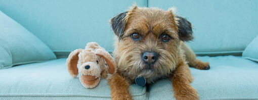 dog sitting on light blue sofa