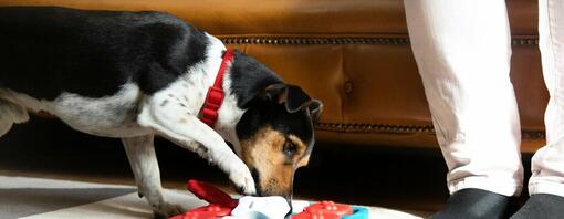 Dog playing with board game