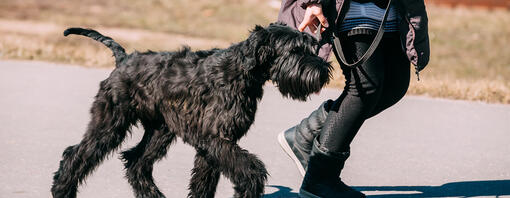 Dog walking with owner