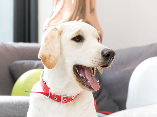 Labrador panting