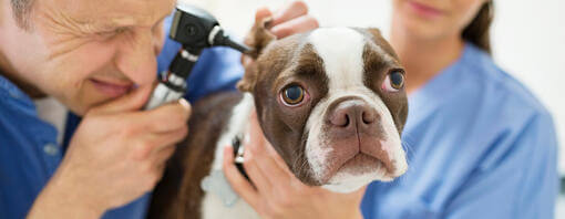 Brown and white french bulldog having ear inspected.