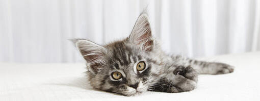 small grey kitten looking at the camera