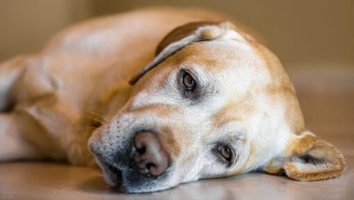 older dog lying down looking sad