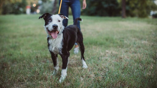 black and white dog wearing a lead with owner behind