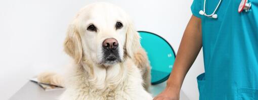 Golden retriever lying on vet table.