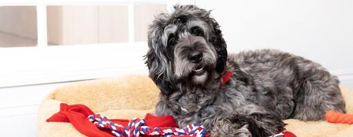 Dark grey and black dog sitting on floor.