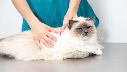 Vet inspecting the fur of a fluffy cat.