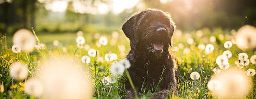 Dog in the sun