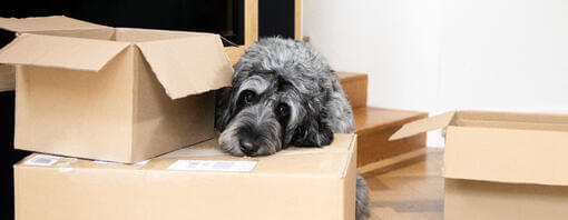 Dog lying on moving boxes.