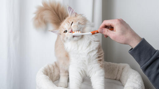 Brushing a cat's teeth