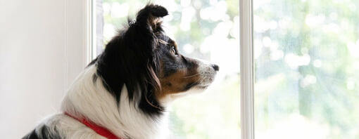 Dog indoors looking out a window