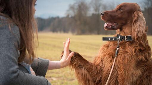 Irish Setter gives paw