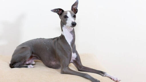 Italian Greyhound