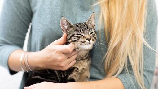 owner rubbing kitten's cheek