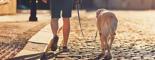 Golden Labrador walking down pebbled street with owner.