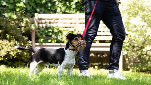 dog walking next owner wearing a muzzle in the park