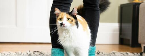 Patchy white, brown and black cat in between owner's legs.