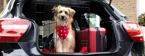 puppy sitting in a crate in the boot of a car