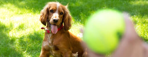 Dog playing catch with tennis ball