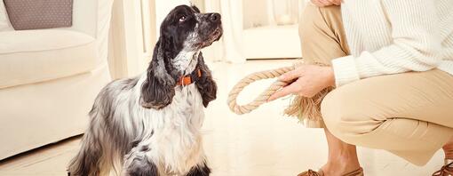 owner giving dog a rope toy