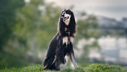 saluki dog sitting on the hill