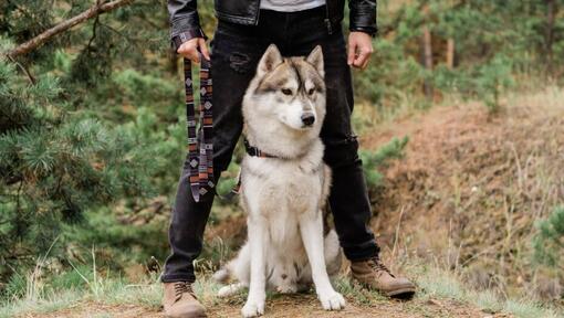 Husky sitting next to owner