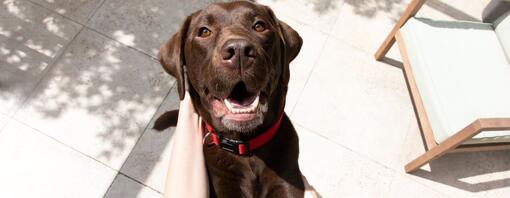  Chocolate Labrador with red collar jumping up at owner on a sunny day outside.