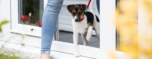 Puppy on lead leaving the house with owner