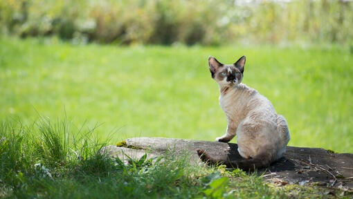 Peterbald cat sitting on log.