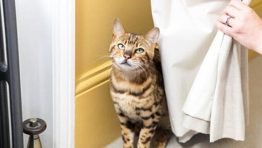 bengal cat hiding behind a curtain